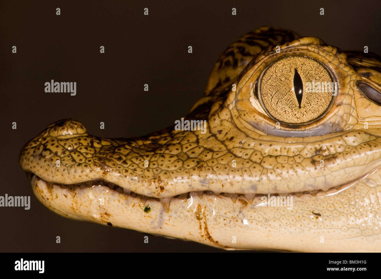 Close up photo of a the face of a Caiman in the Amazon, Peru Stock Photo