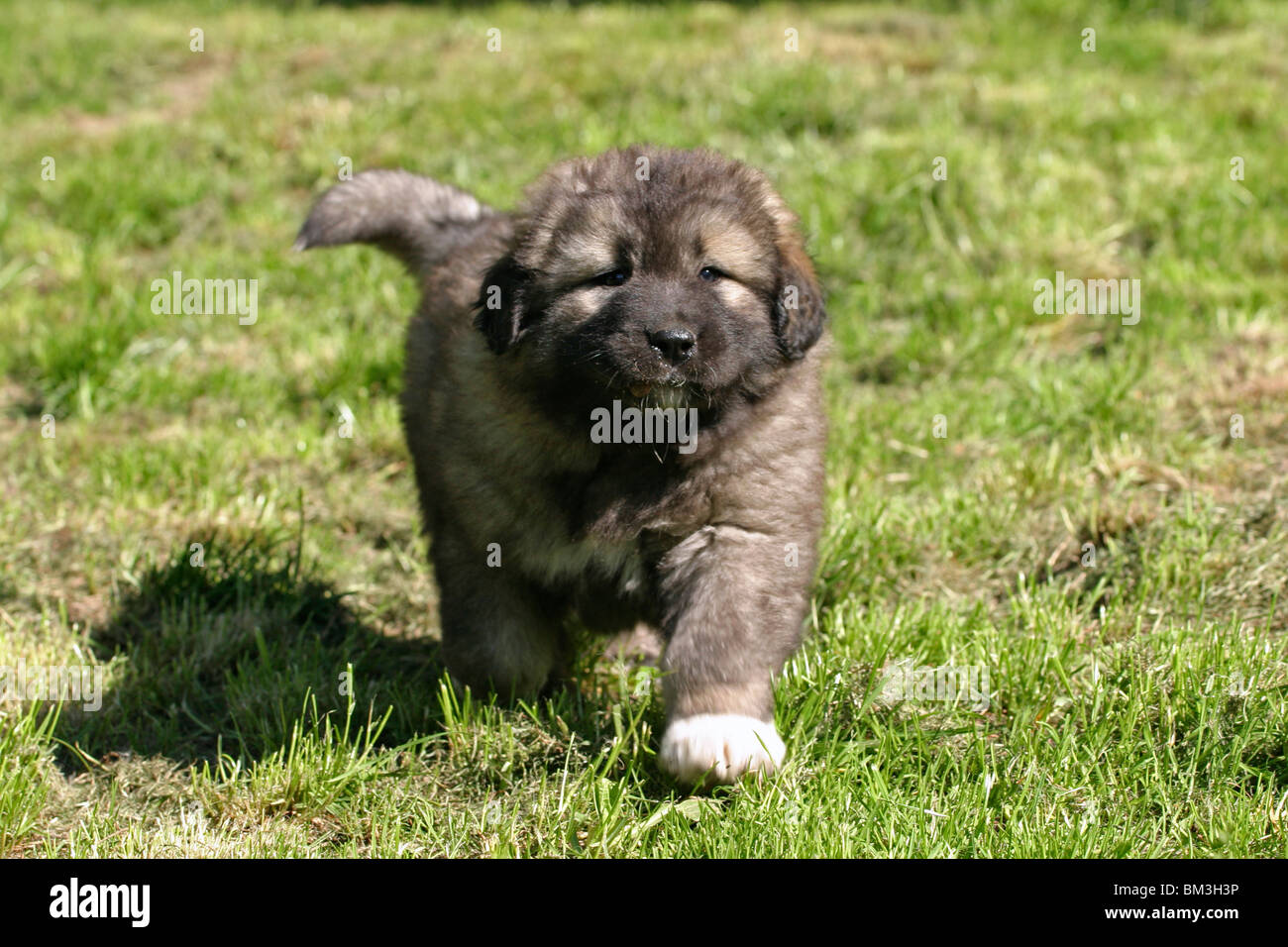 Kaukasicher Schäferhund Welpe / Caucasian Owtcharka in Action Stock Photo