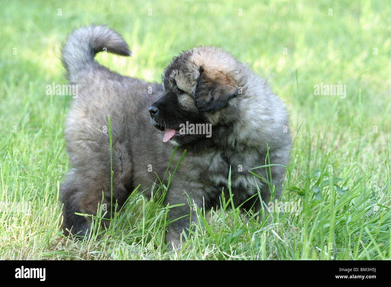 stehender Kaukasischer Schäferhund Welpe / standing caucasian owtcharka puppy Stock Photo