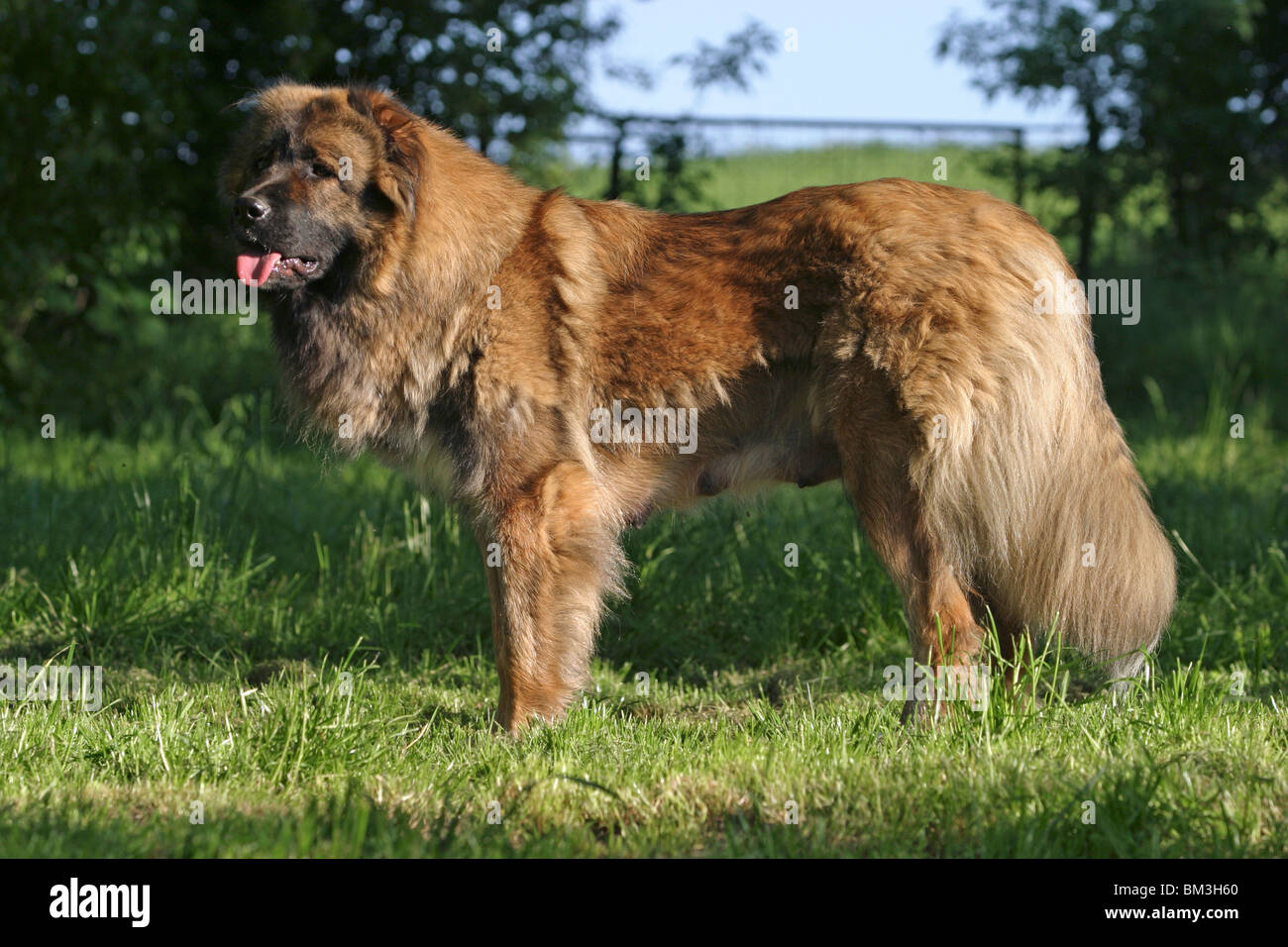 stehender Kaukasischer Schäferhund / standing caucasian owtcharka Stock Photo