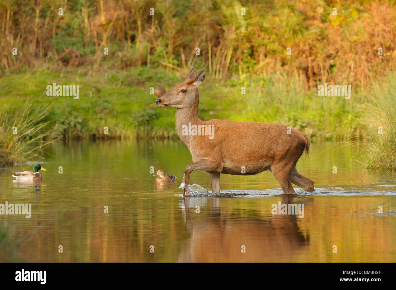 Red Deer (Cervus elaphus). Hind in autumnal rut crossing a small river, Leicestershire, UK. Stock Photo