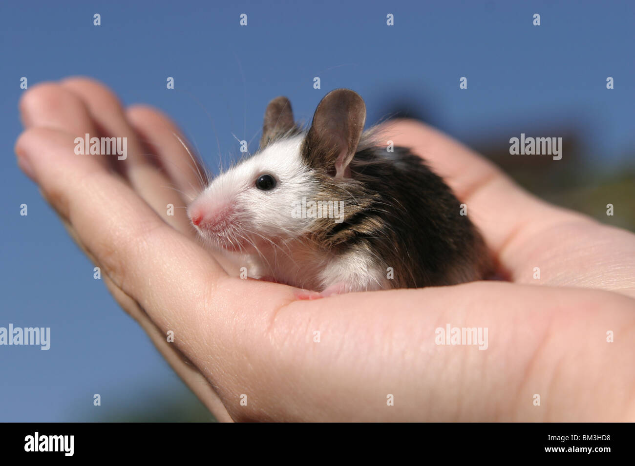 Maus auf der Hand / mouse on hand Stock Photo