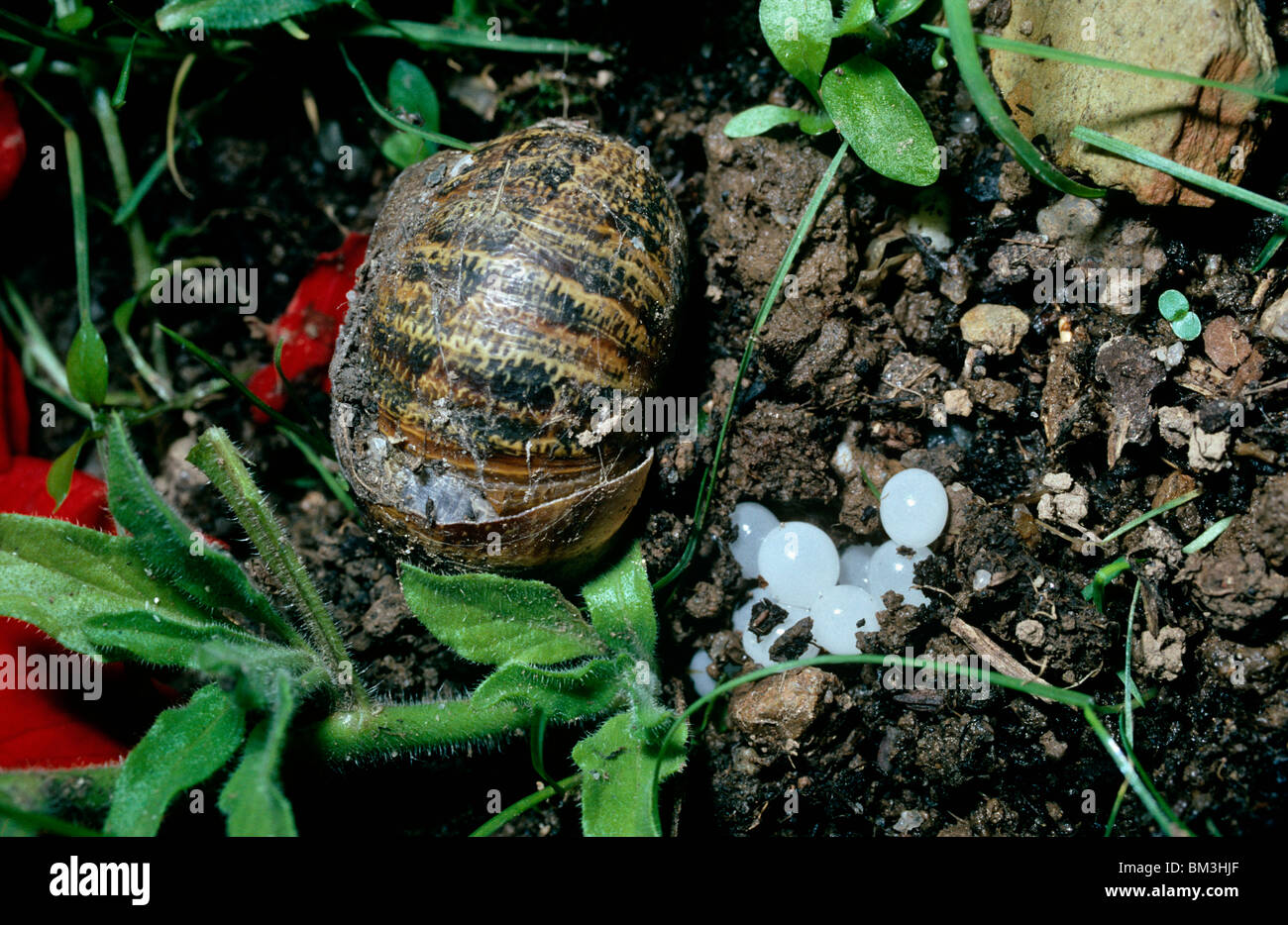 Common, or garden snail (Helix aspersa Helicidae), laying eggs, in a