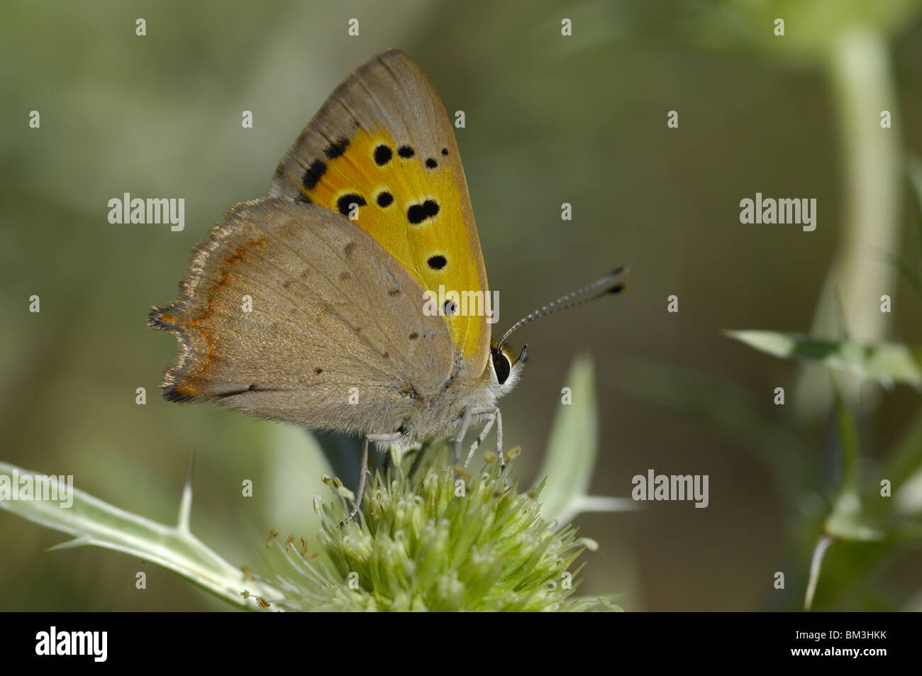 Small copper or American copper butterfly on flower Stock Photo
