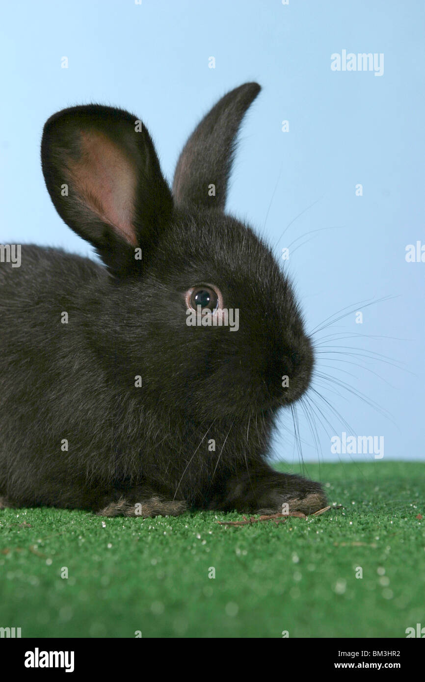 Kaninchen liegen hires stock photography and images Alamy