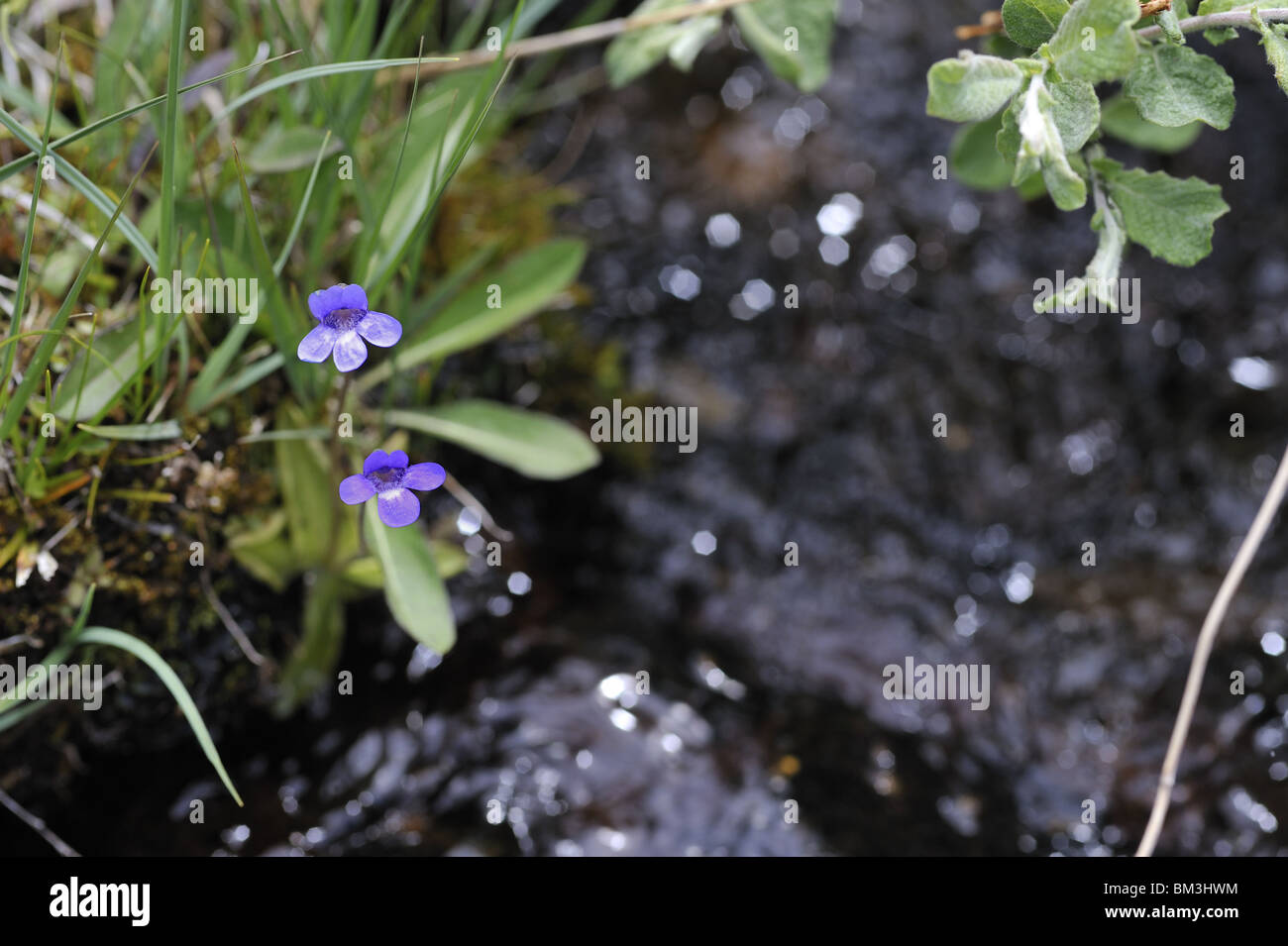 Leafs and flower of a common butterwort (marsh violet) Stock Photo