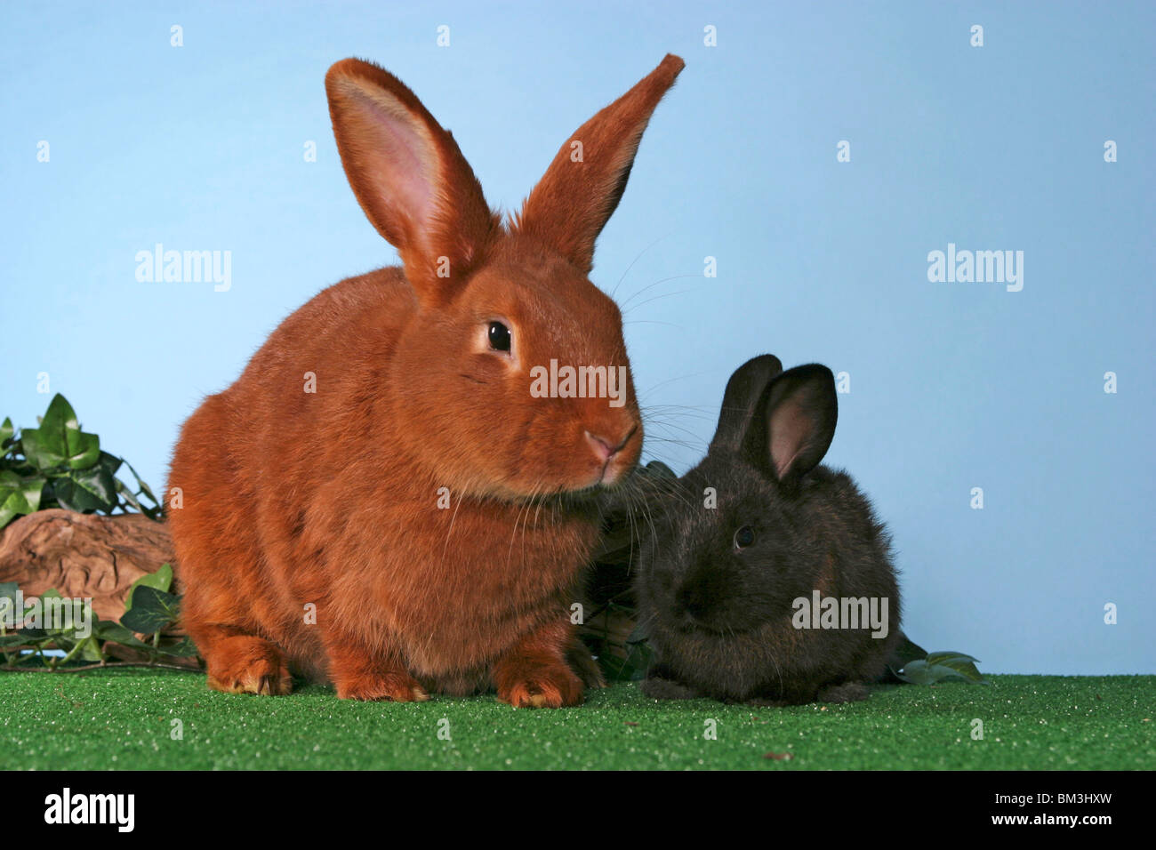 Kaninchen Mit Jungem Rabbits Stock Photo 29583425 Alamy