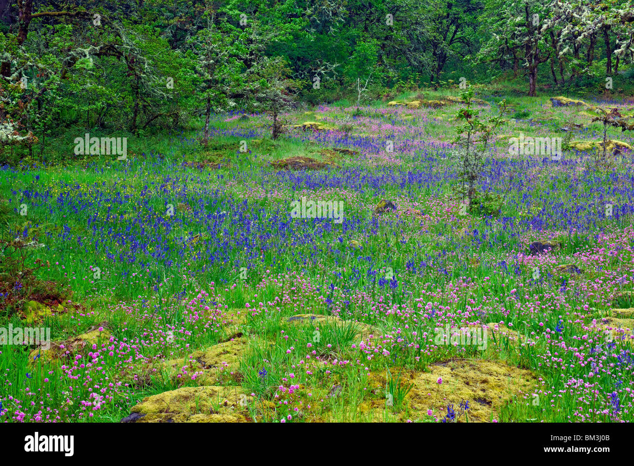 Rosy plectritis and blue camas highlight the spring bloom in Oregon's Camassia Natural Area. Stock Photo