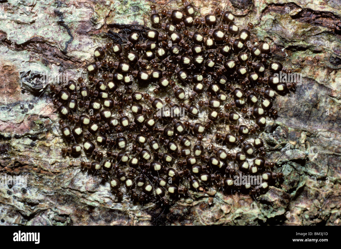Barklice (Psocoptera) on a tree in rainforest Peru Stock Photo Alamy