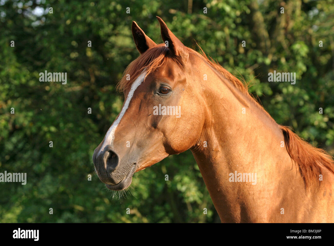 Pure blood arabian horse hires stock photography and images Alamy