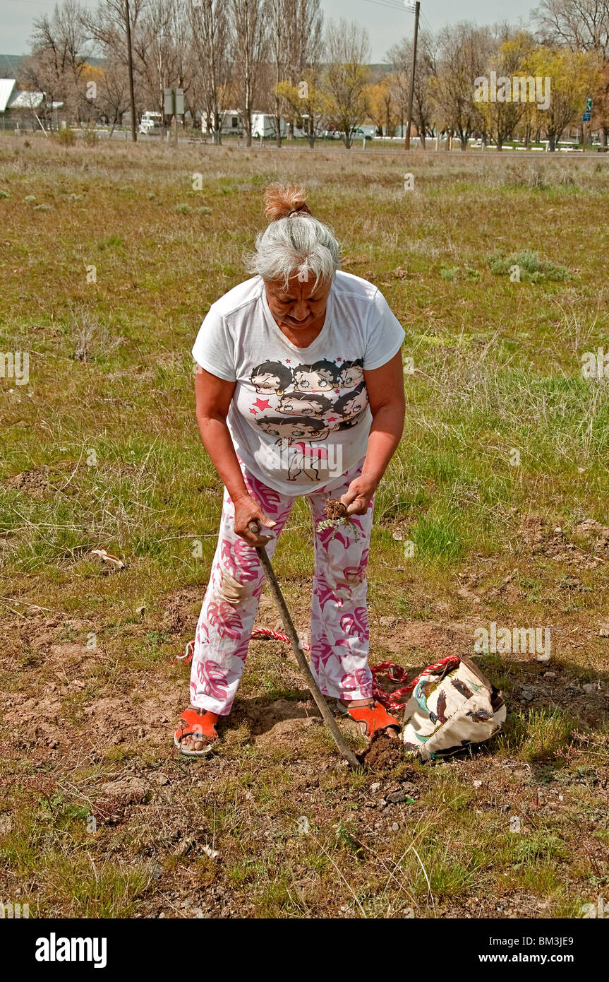 This photo is an elder Native American woman digging for camas (Indian sweet potatoes) in a traditional way with a wood stick. Stock Photo