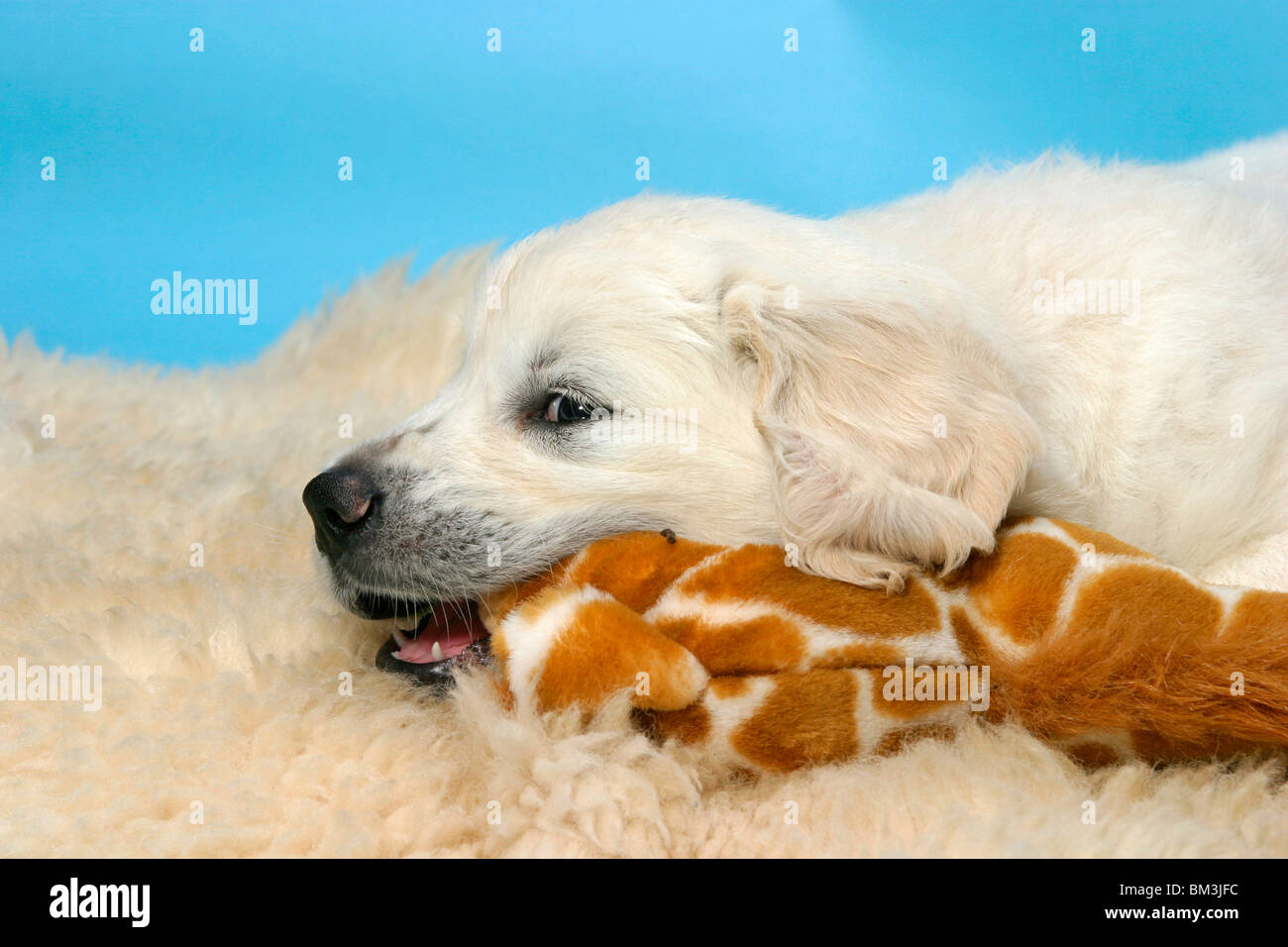 Golden Retriever Welpe / Golden Retriever Puppy Stock Photo