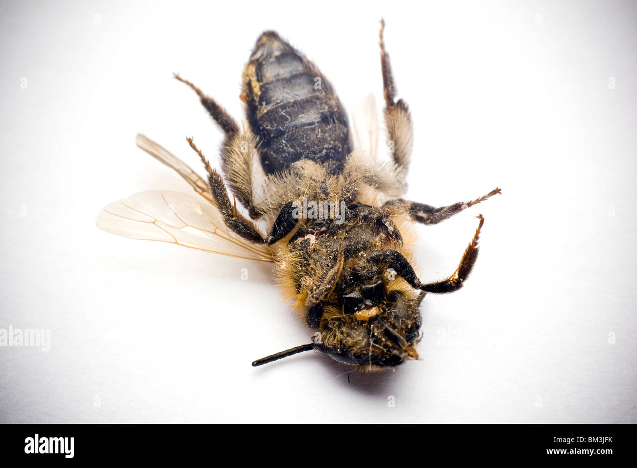 Dead and dusty honey bee on its back Stock Photo