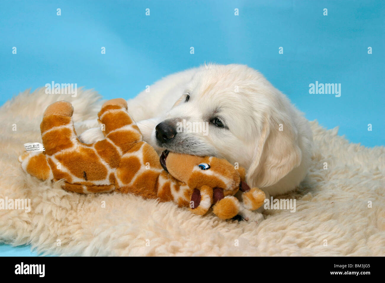 Golden Retriever Welpe / Golden Retriever Puppy Stock Photo