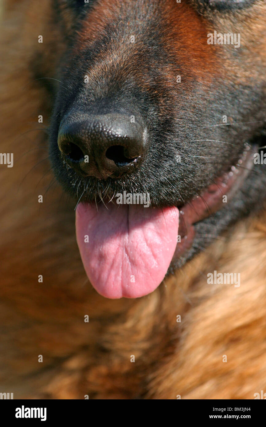 Hundenase / dog nose Stock Photo