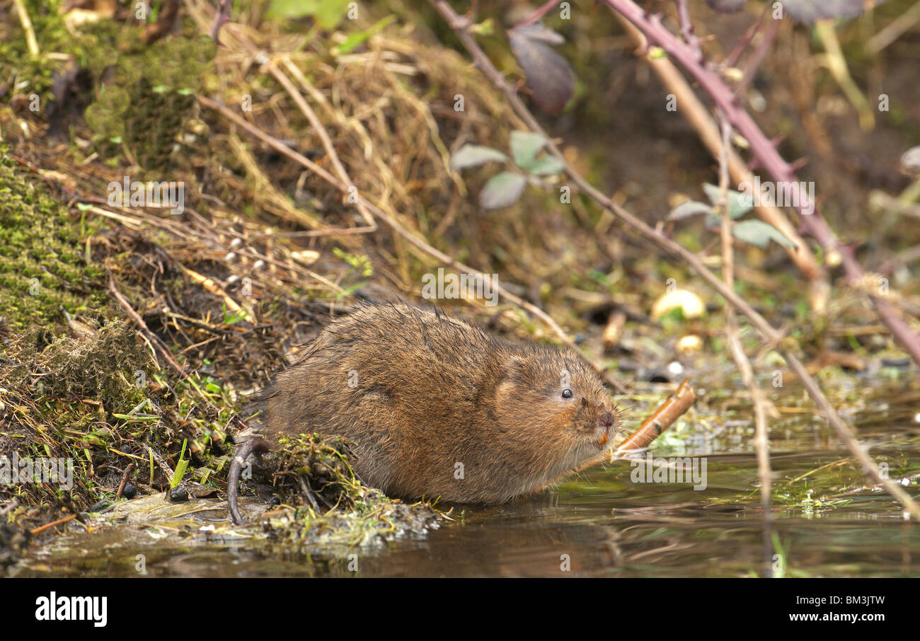 WATER VOLE (ARVICOLA TERRESTRIS) FEEDING BESIDE A STREAM UK Stock Photo