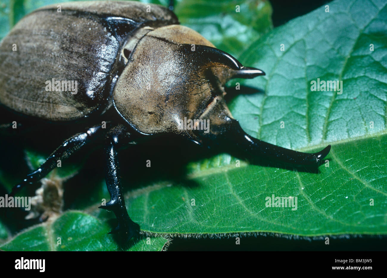 Elephant beetle (Megasoma elephas Scarabaeidae) male 13cm long, in