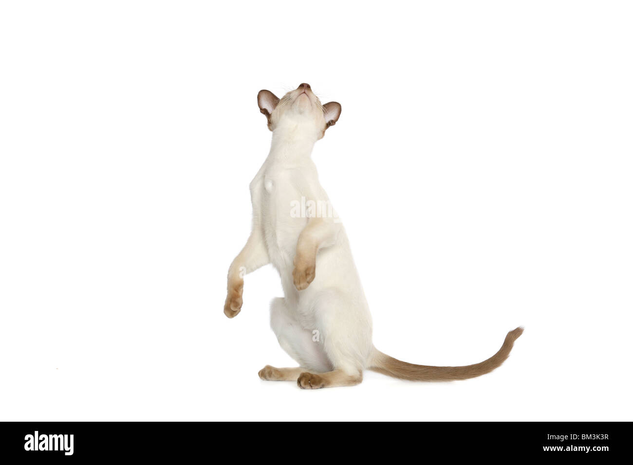 Standing cat Stock Photo