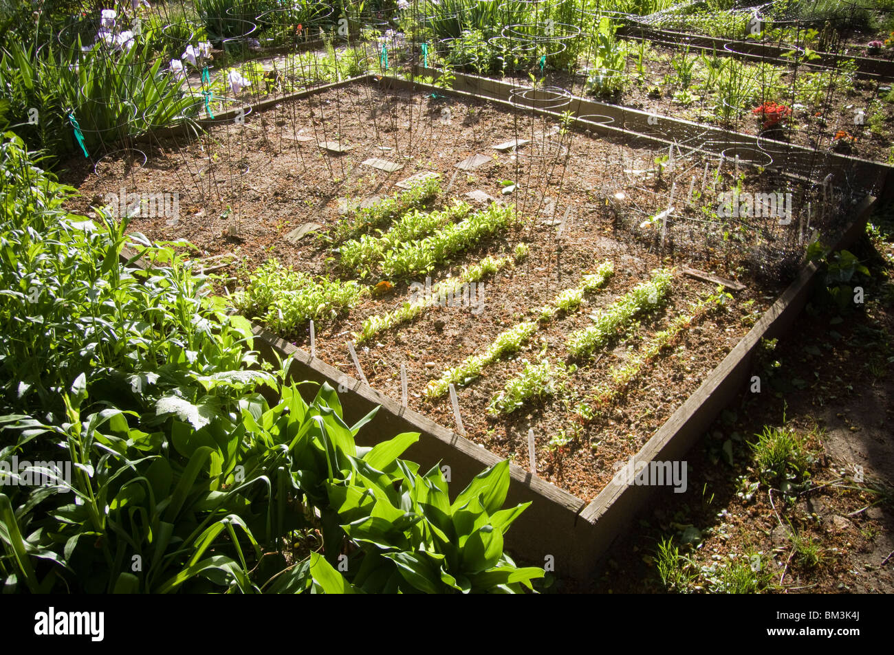 Rows of lettuce grow on a raised bed in a community garden in the New