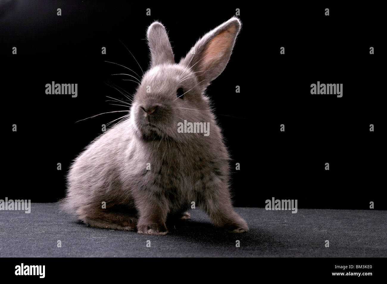 junges Kaninchen / young bunny Stock Photo