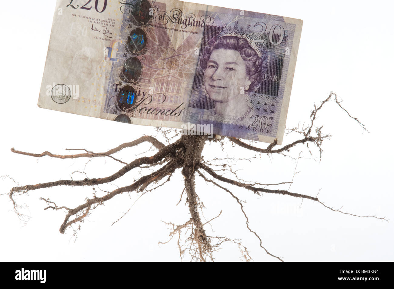 Twenty pound note with roots, on white background. Stock Photo