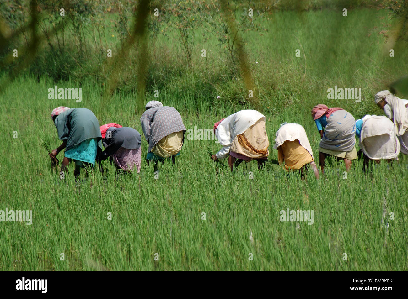 women agriculture workers in paddy fields,kerala,india,asia Stock Photo ...