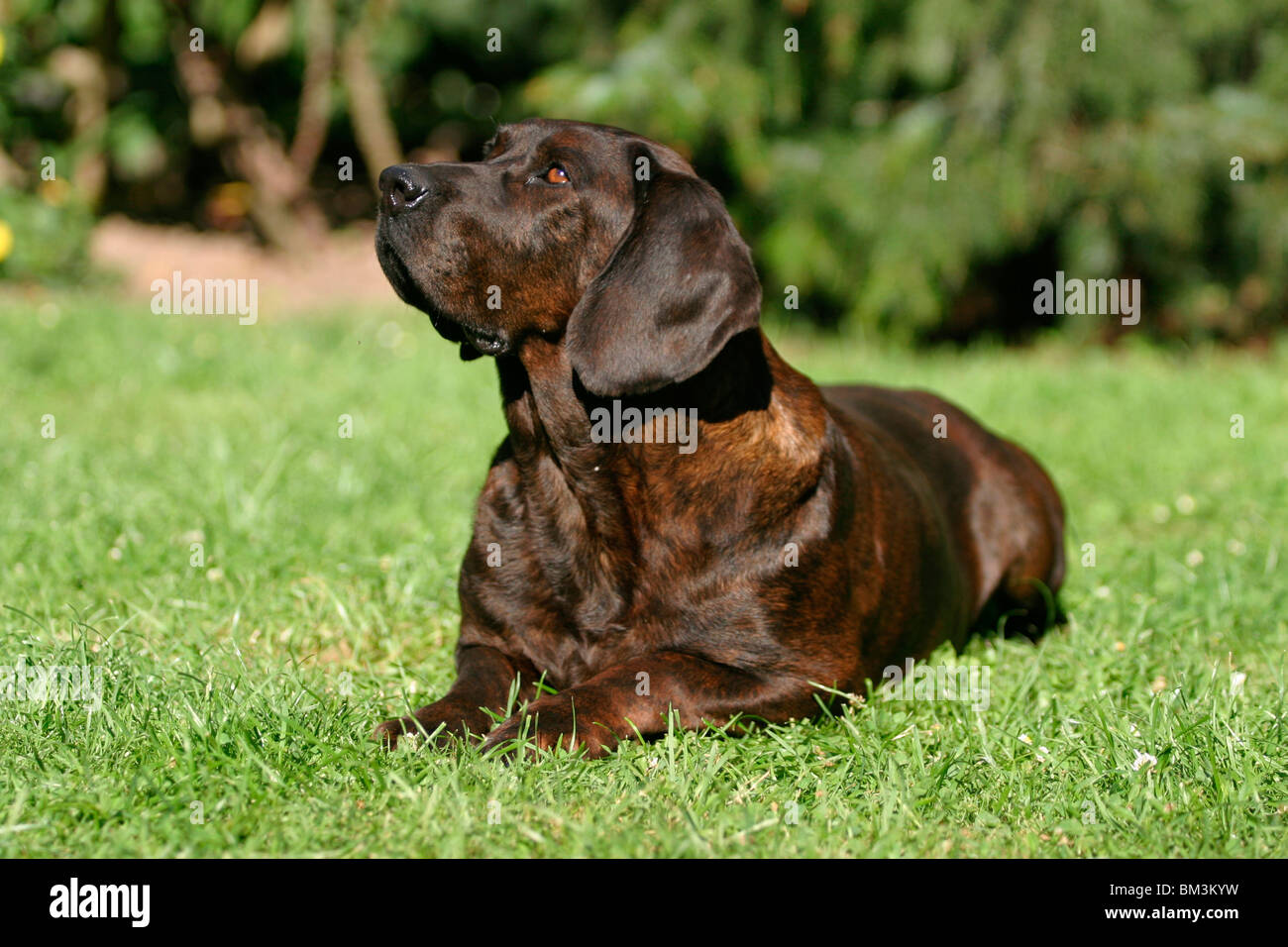 Hannoverscher Schweißhund / Hanoverian Hound Stock Photo - Alamy