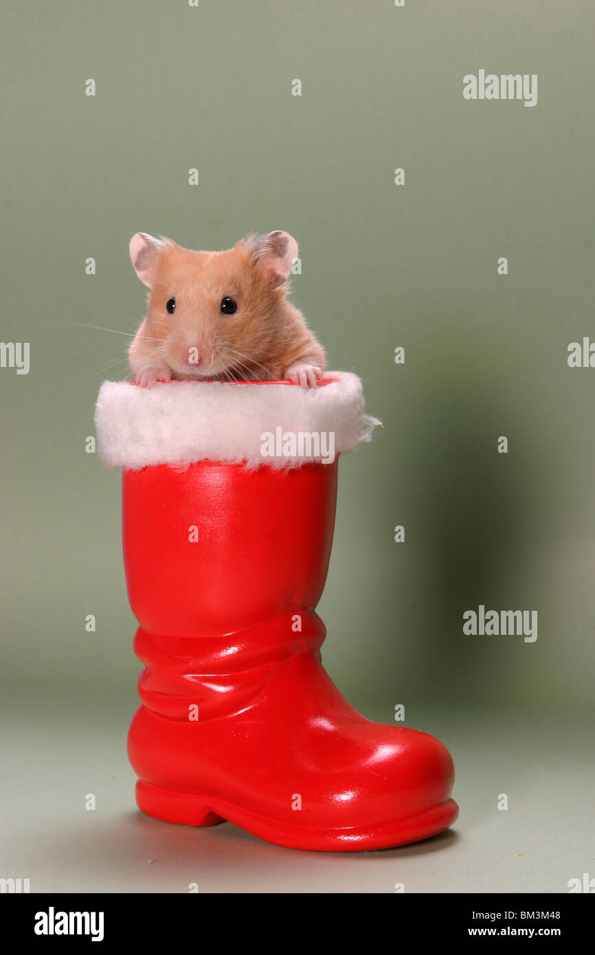 Feld hamster hi-res stock photography and images - Alamy