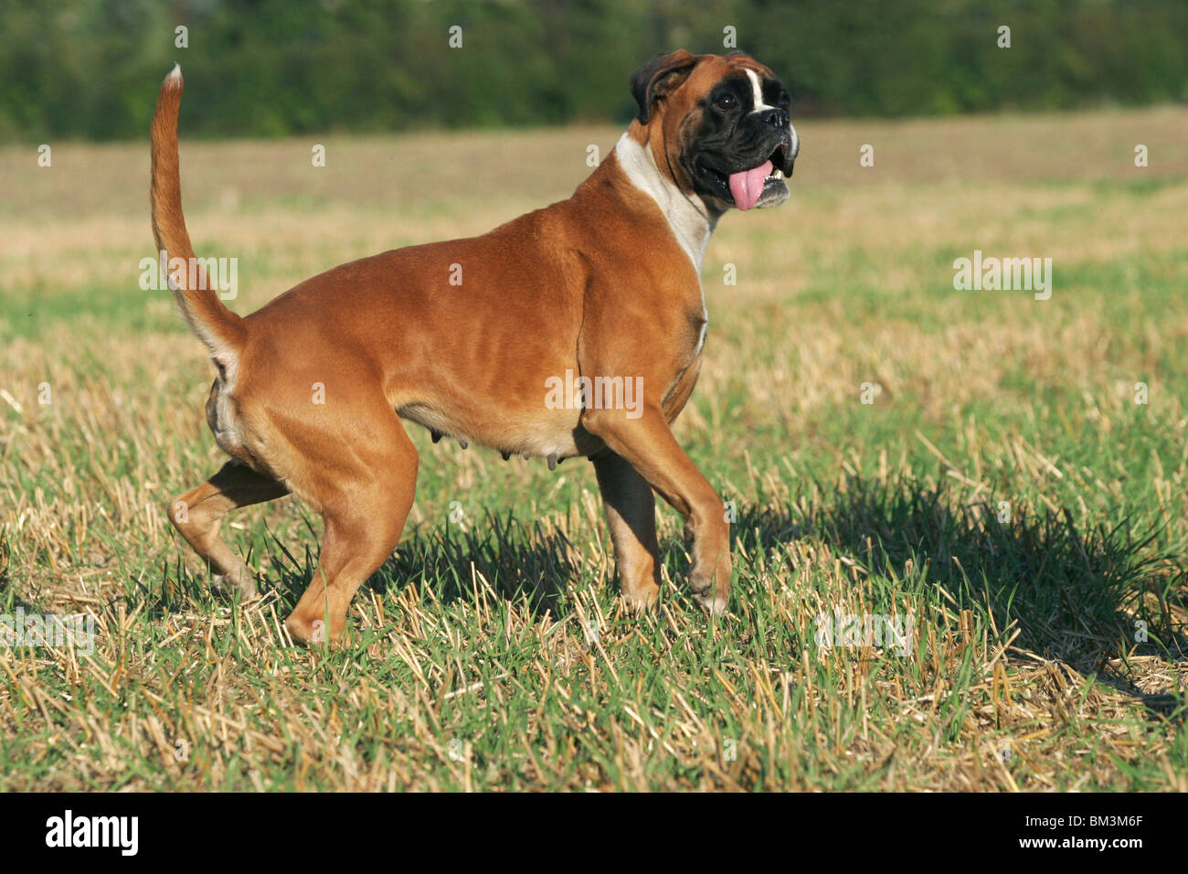 Deutscher Boxer in Aktion / action Stock Photo