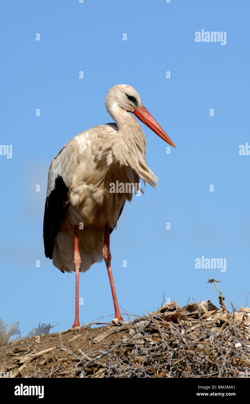 Portrait of Single White Stork, Ciconia ciconia, Standing on a Nest at Badia Palace Marrakesh Morocco Stock Photo
