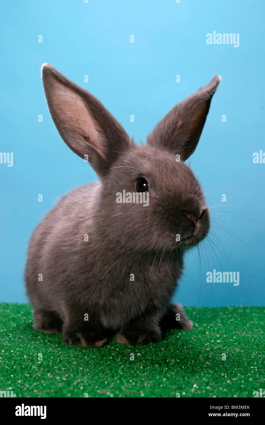 Kaninchen / bunny Stock Photo
