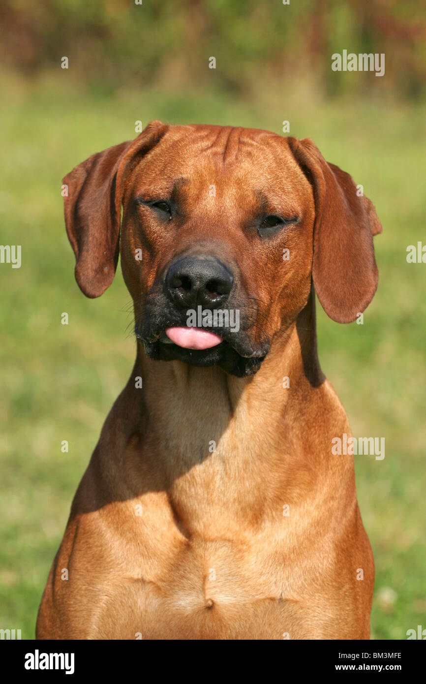 Zunge Raus Stock Photos & Zunge Raus Stock Images Alamy