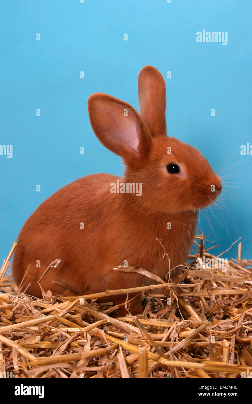 Kaninchen / bunny Stock Photo