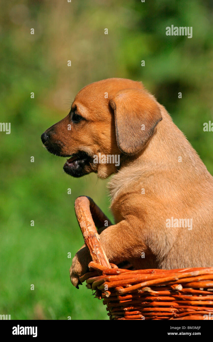 Österreichischer Pinscher Welpe / Puppy Stock Photo Alamy