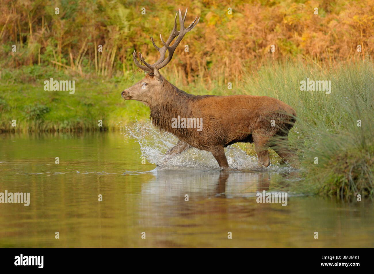 Red Deer (Cervus elaphus). Stag in autumnal rut crossing a small river, Leicestershire, UK. Stock Photo