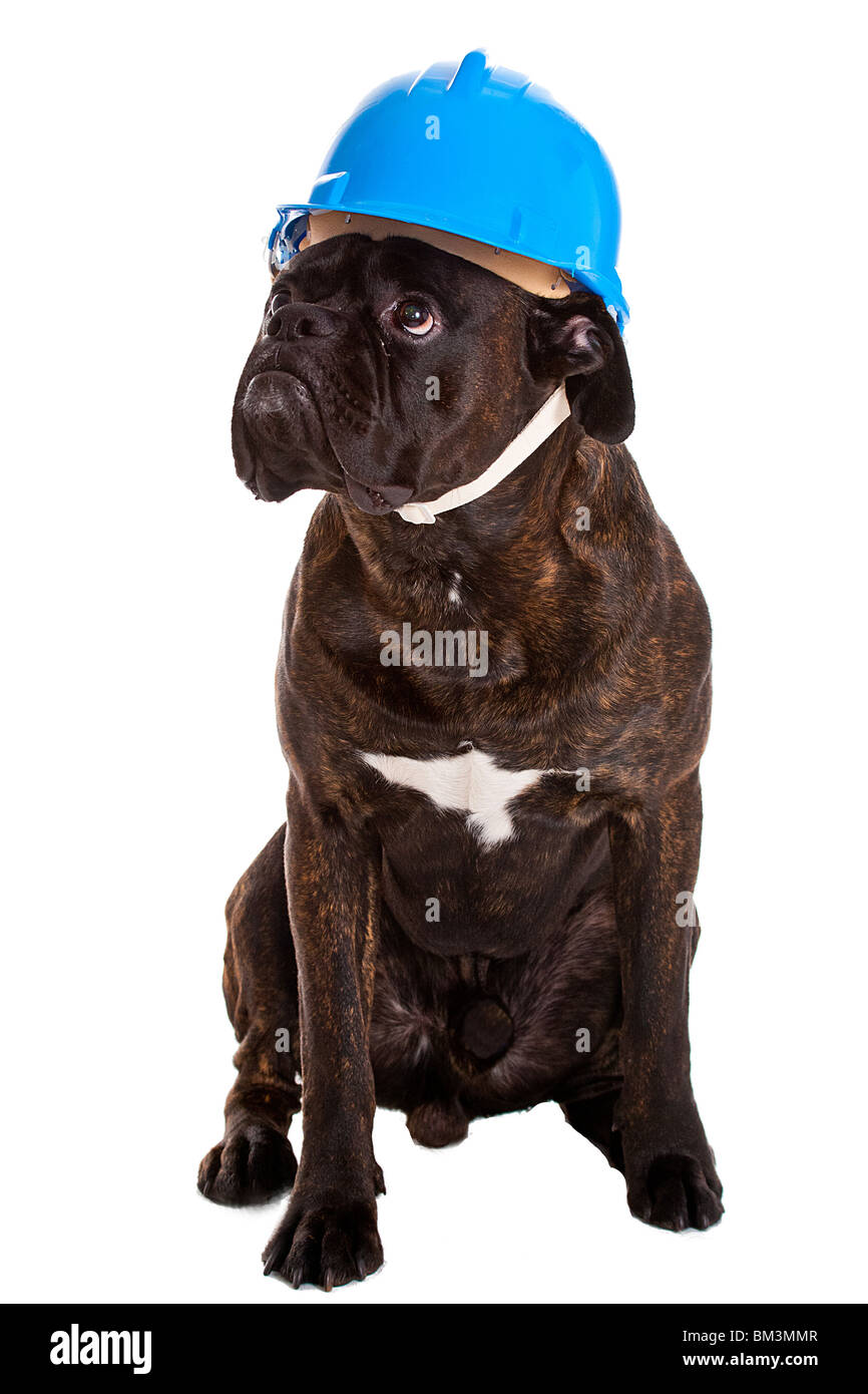 Dog in helmet Stock Photo