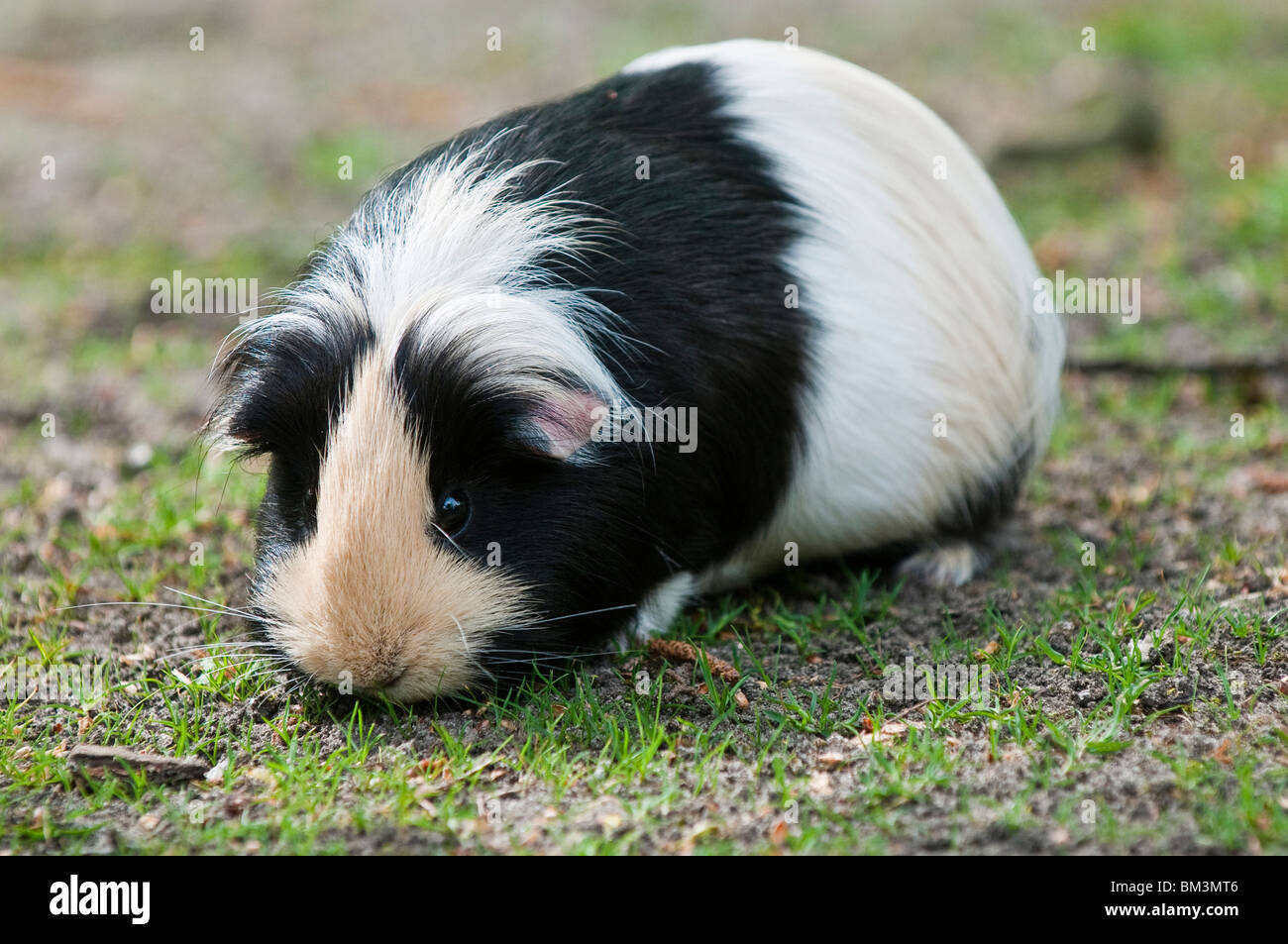 Guinea Pig, Cavia porcellus Stock Photo