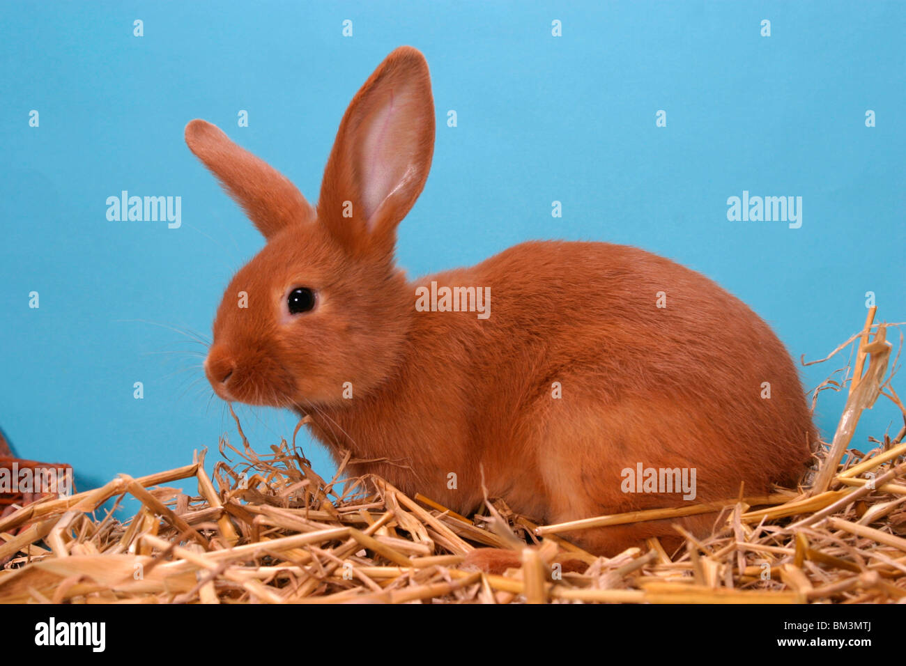 Kaninchen / bunny Stock Photo