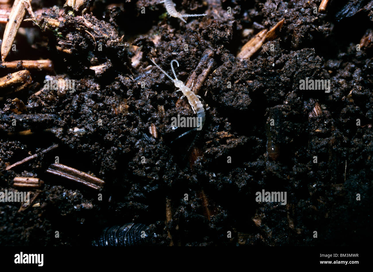 Dipluran (Campodea fragilis Campodeidae) under a stone in woodland UK