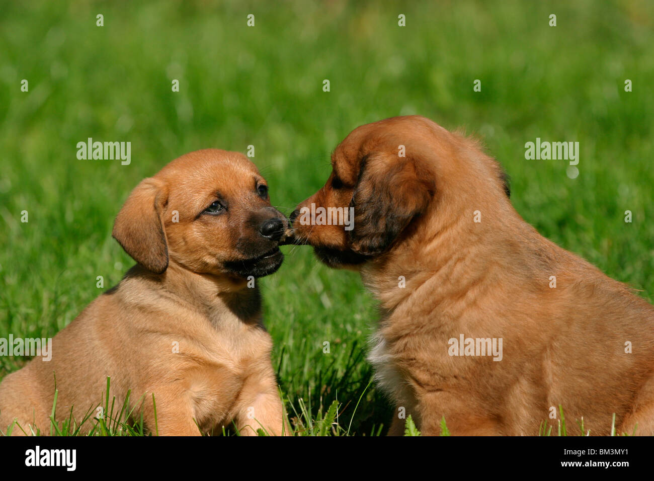 Österreichischer Pinscher Welpe / Puppy Stock Photo Alamy