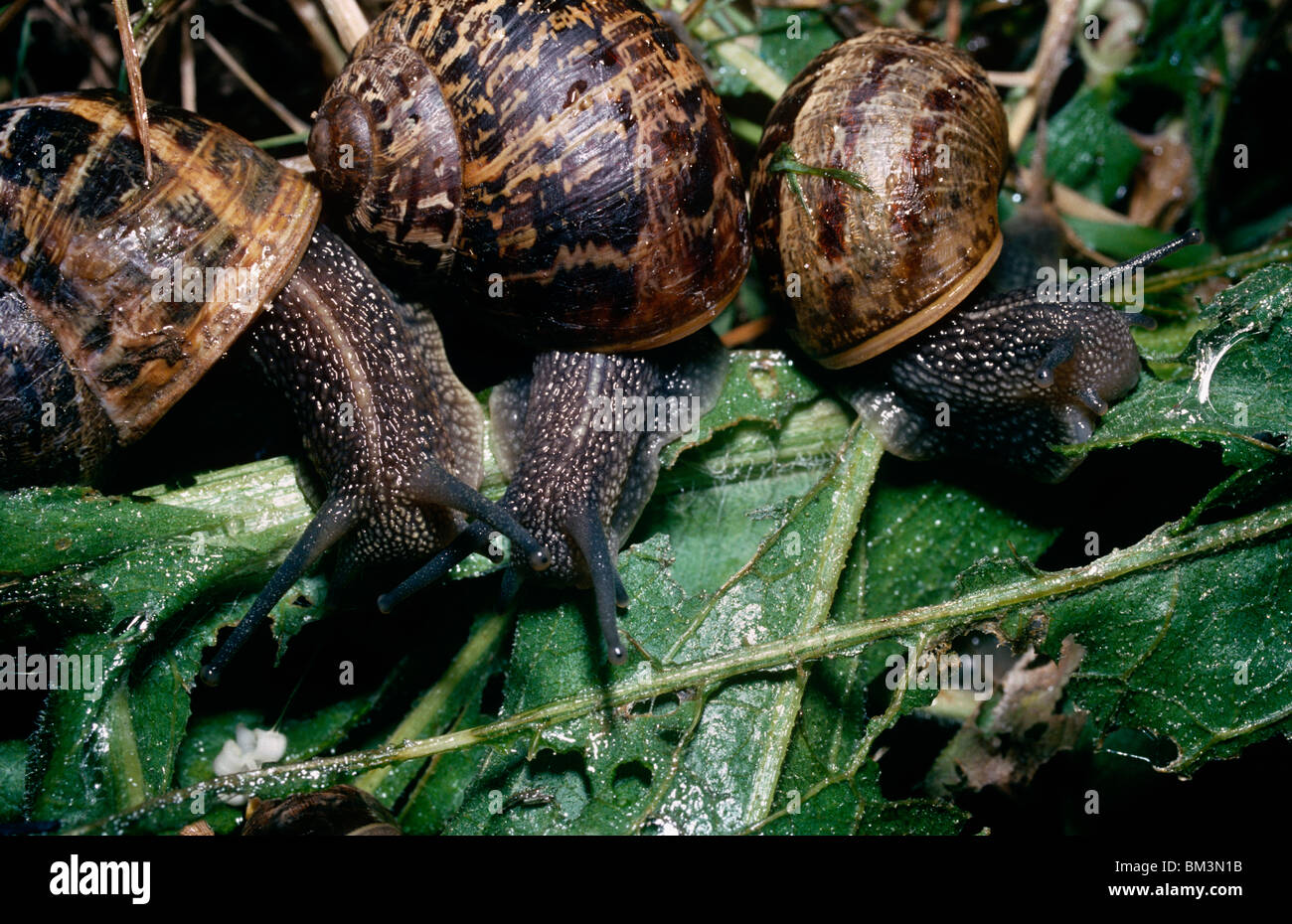 Common, or garden snail (Helix aspersa: Helicidae) group on a compost heap in a garden at night feeding UK Stock Photo