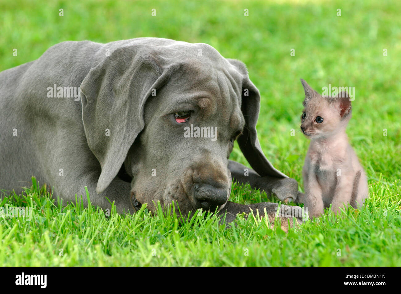 Hund & Katze / dog & cat Stock Photo