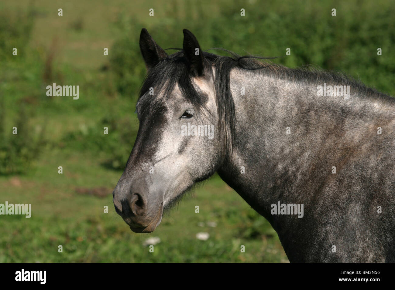 Pferdeportrait / horse head Stock Photo