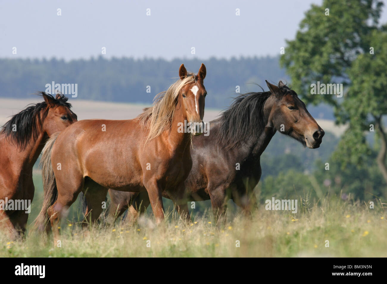 Pferde auf der Weide / horses  Stock Photo