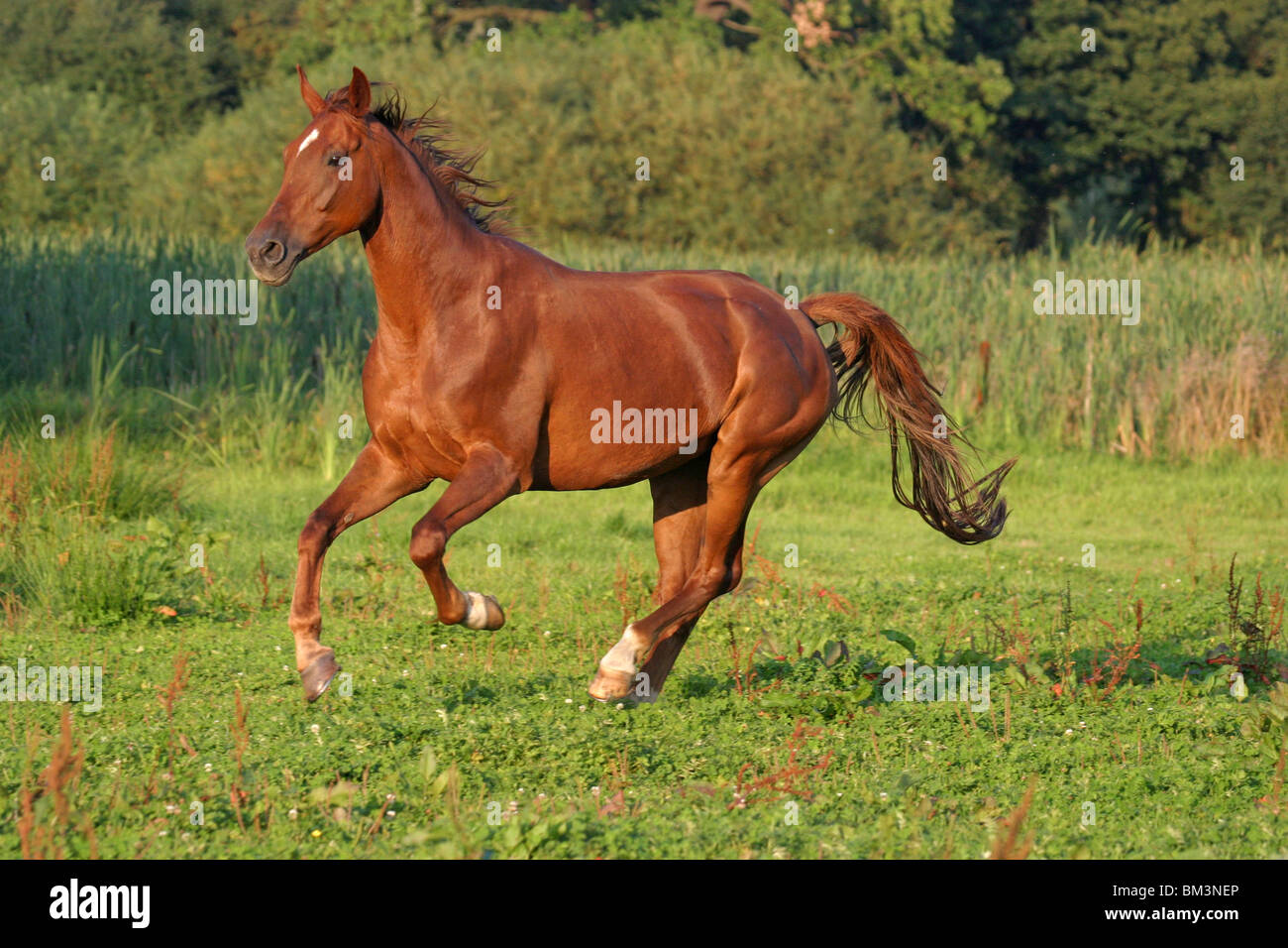 Pferd im Galopp / running horse Stock Photo - Alamy