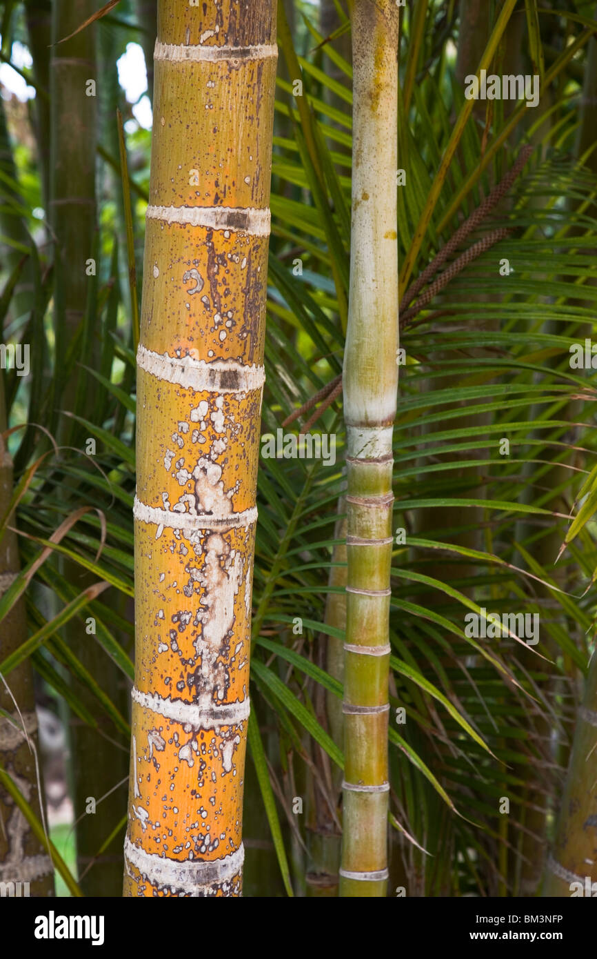 Bamboo stem Stock Photo