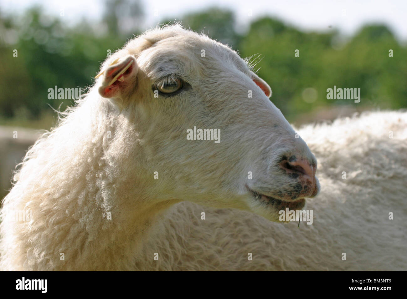 Schaf im Portrait / sheep portrait Stock Photo