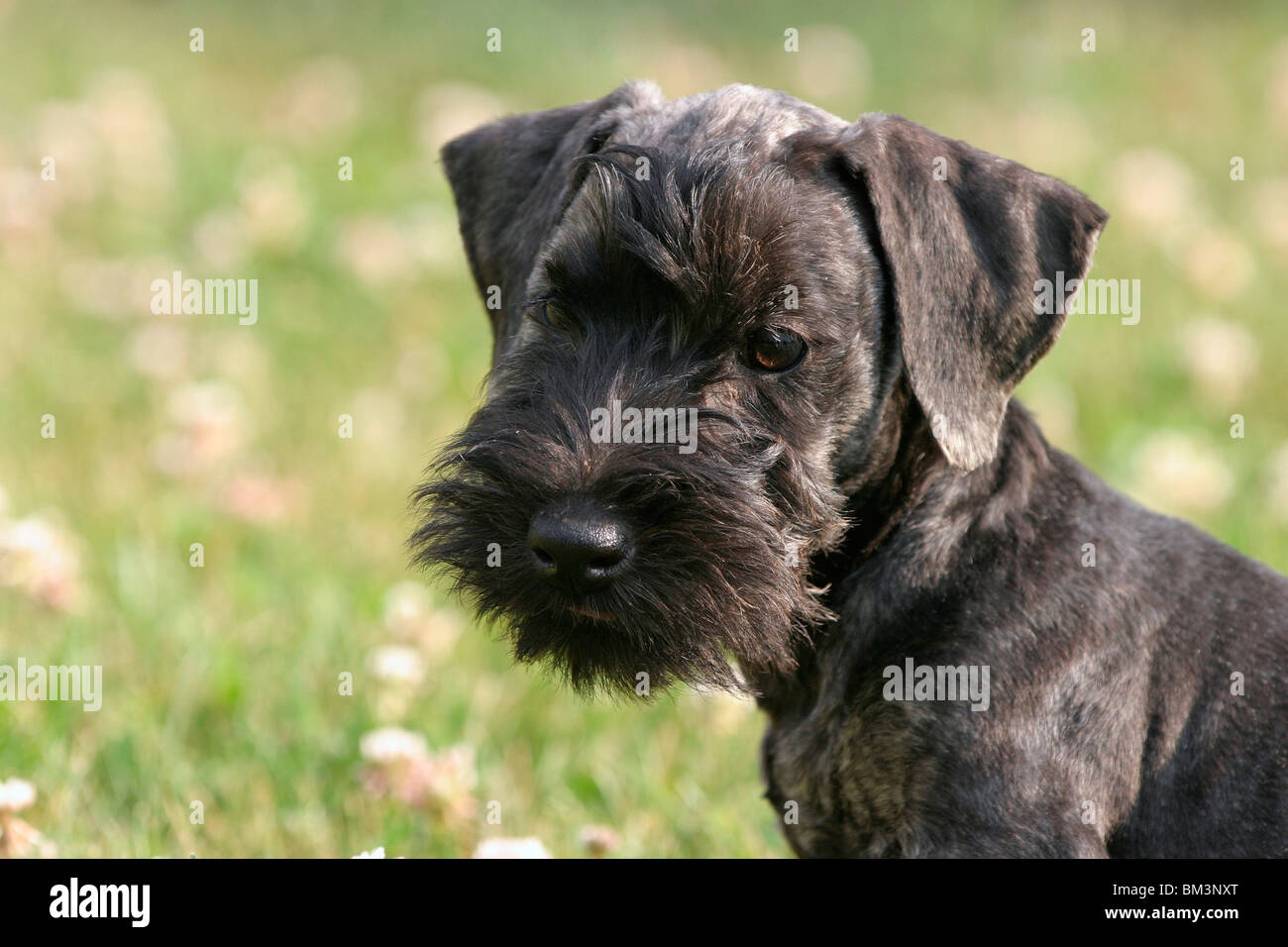 Cesky Terrier Welpe / Cesky Terrier Puppy Stock Photo - Alamy