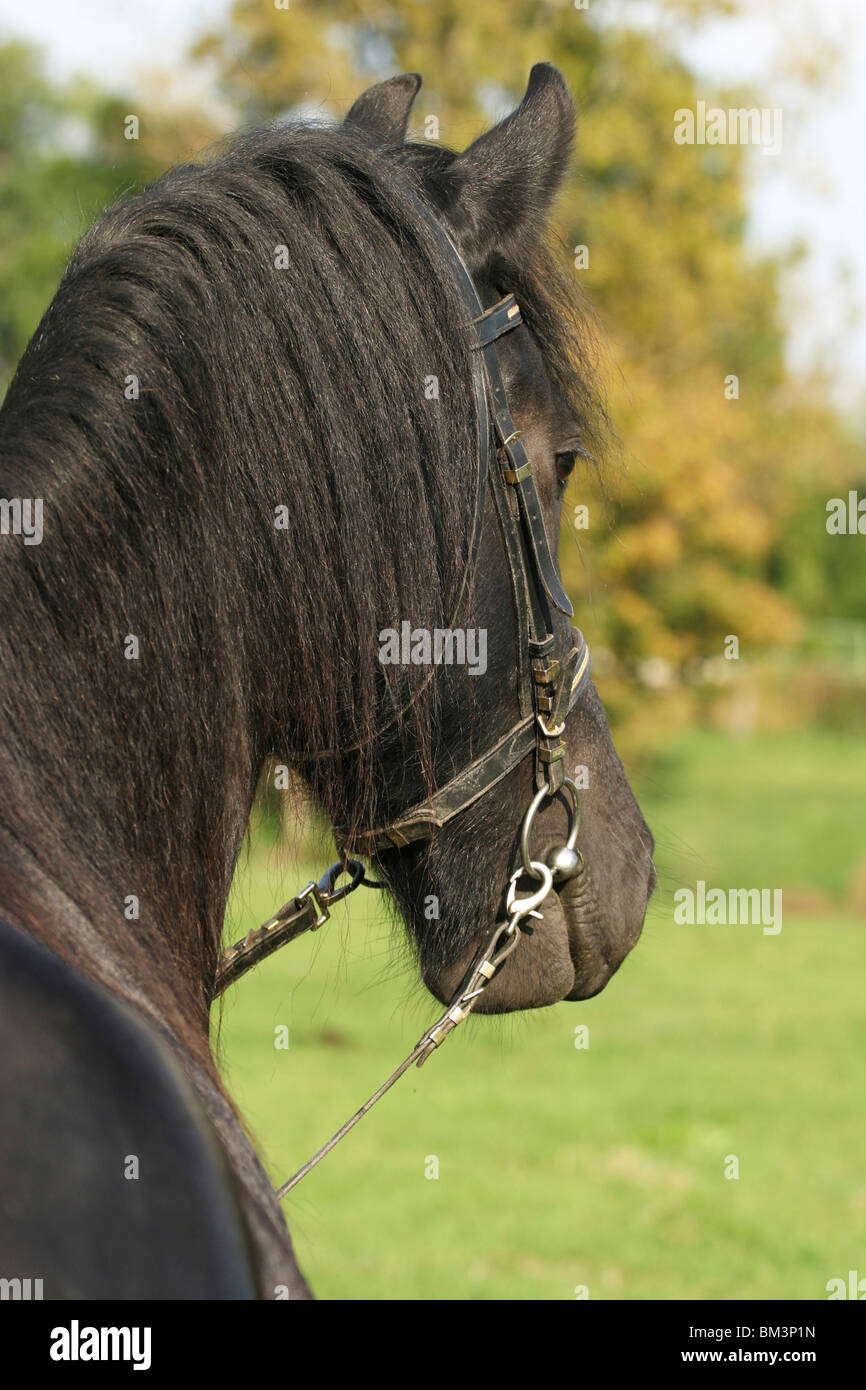 Friese im Portrait / friesian portrait Stock Photo Alamy