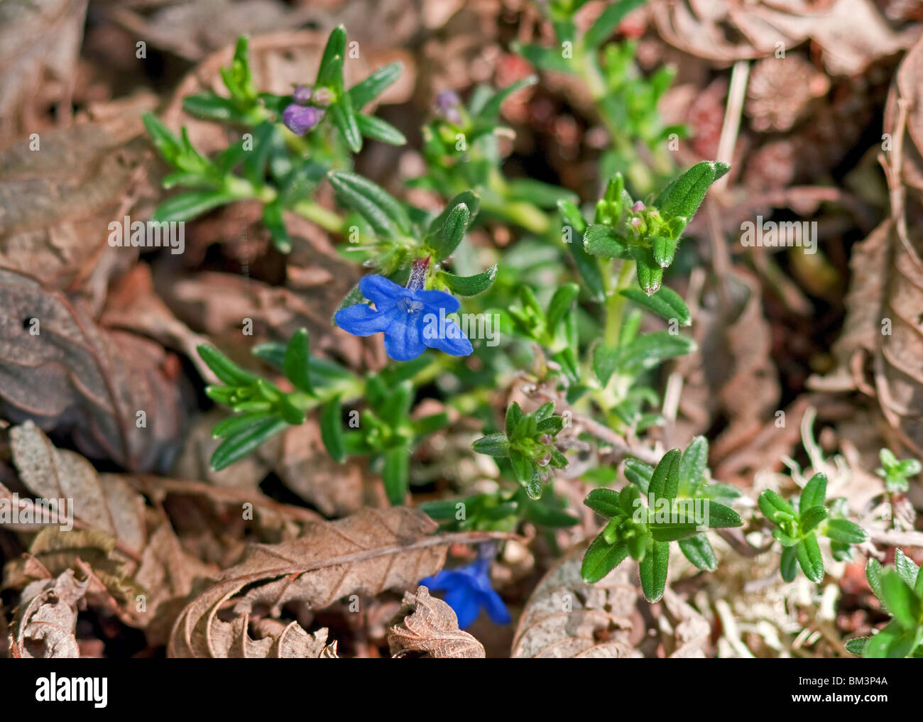 This macro stock photo is a bright blue lithodora diffusa variety of Grace Ward flower with it's evergreen leaves. Stock Photo